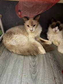 Ragdoll