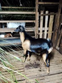 kambing