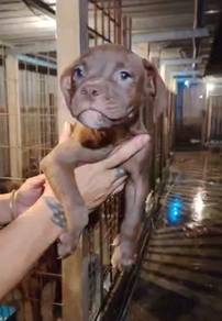 Pitbull XL Puppy Fem