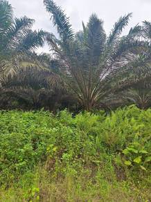 Agricultural Land in Paloh, JHR