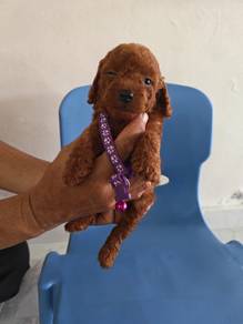 Classic Teddy Bear Look! TOY POODLE Puppy Male