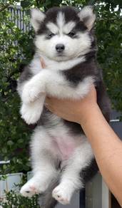 SIBERIAN HUSKY PUPPIES SB30 🌻 Fluffy Coat