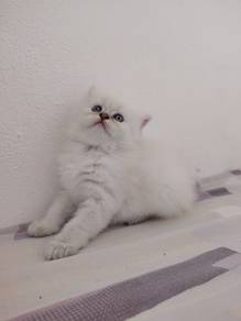 kitten