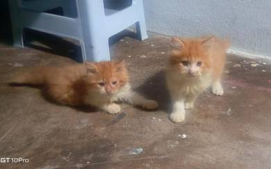 PERSIAN Kitten