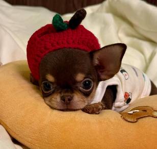 Chihuahua