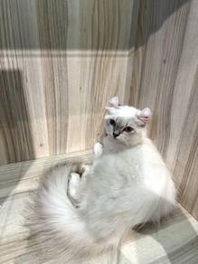 American Curl