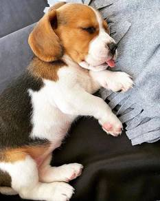 Baby-faced Beagle Smooth Coat Long Ears Puppy Dog