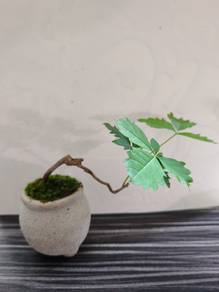 mini bonsai