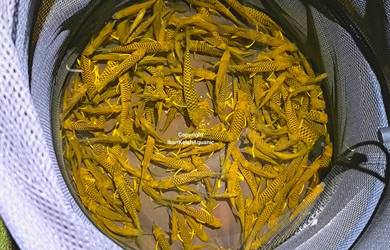 Kelah Bara Lipan
