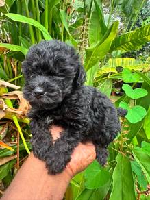Black Poodle
