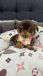 吉娃娃女
Chihuahua 
Female 
