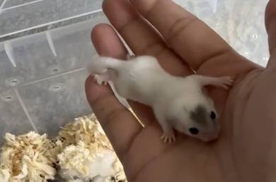 Dormouse | Micro Squirrel | Dormice