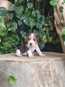 Pure Breed Beagle (1M3F) 