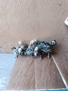 Anak Ayam Batik Silver / Silver Sebright Bantam 