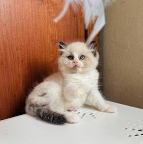 Ragdoll kitten