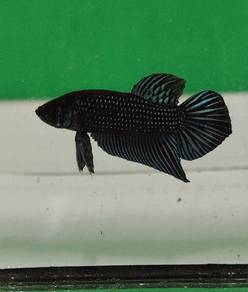 Wild betta Mahachai silver male, ikan laga 