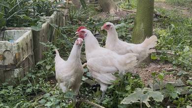 Ayam Penelur Pedaging Baka Tulen(Bresse)
