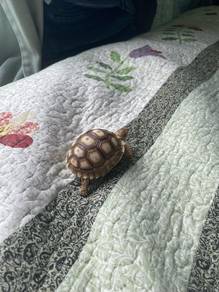 sulcata baby