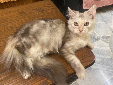 Cat Pure Mainecoon Kitten