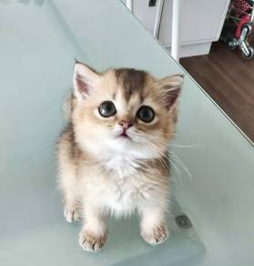 Munchkin kitten British shorthair kitten