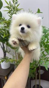 Pure White Male Pomeranian Puppy M-291