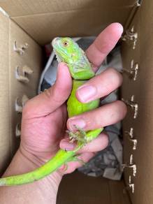 iguana gecko boleh delivery