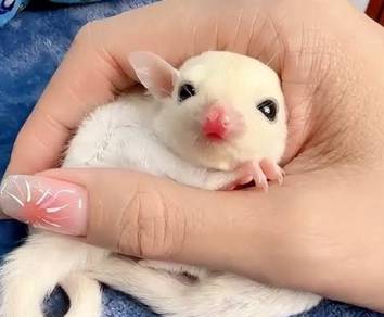 suger glider leusictic 