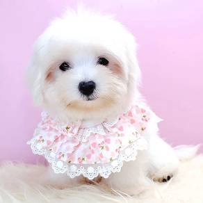 Maltese