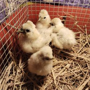 ayam silkie silkie chicken