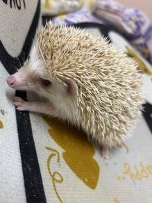hedgehog
