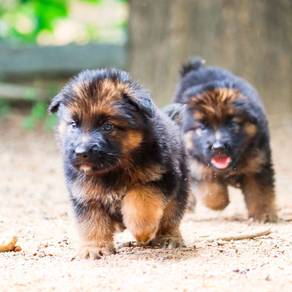 German shepherd puppies d