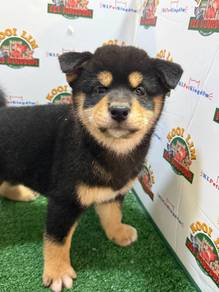 Black & Tan Shiba Inu puppy girl