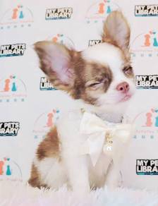 Chihuahua