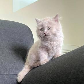 BLH Lilac Male