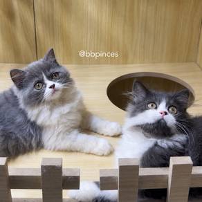 persian kitten