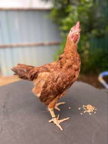 rhode island red RIR