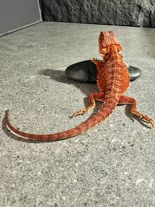 Bearded dragon