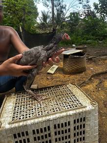 ayam baka baik