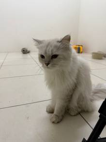 kucing ragdol
