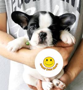 BVBV3636 French Bulldog white & black pied puppy