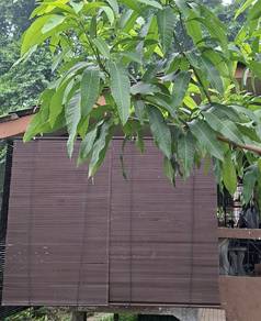 Meranti Outdoor Wooden Blind