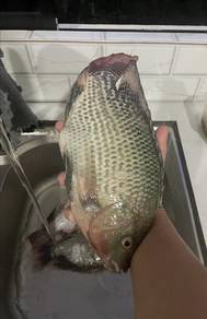 Ikan Talapia