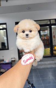 Mini poodle -Boy