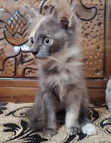 Domestic Long Hair 