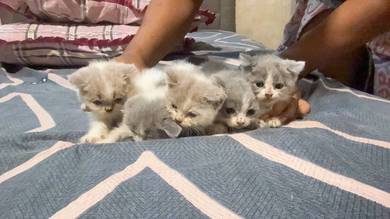 cat for sale