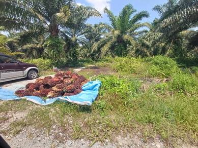 Agricultural Land in Pontian, JHR