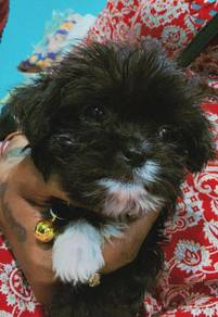 Teacup Puppy Pomerian + Toy Poodle