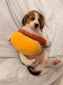 J0839 Beagle Cute Tricolor Puppy