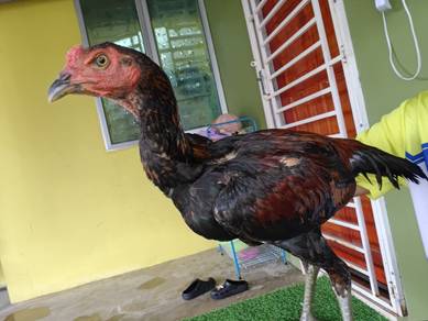 ayam pama 5 bulan