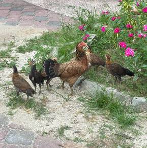 Ibu ayam pakej 6 ekor anak ayam